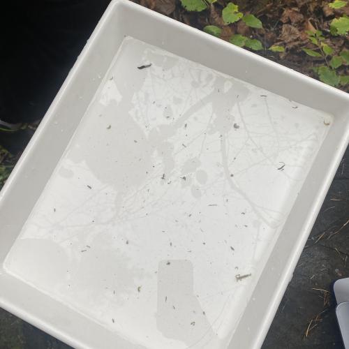 Swarovski Wasserschule