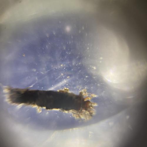 Swarovski Wasserschule