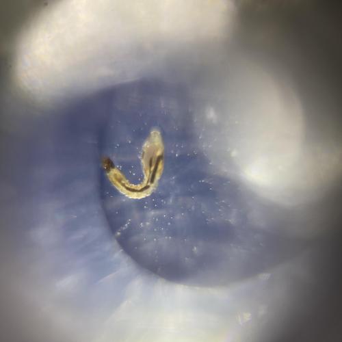 Swarovski Wasserschule