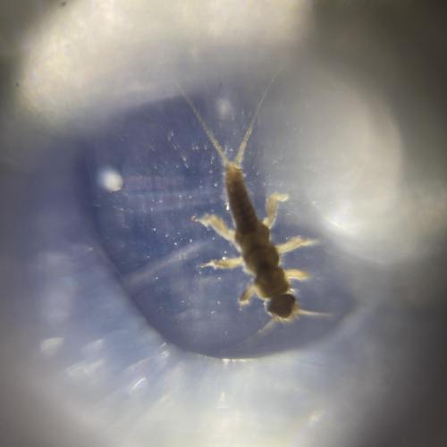 Swarovski Wasserschule