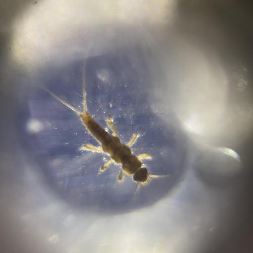 Swarovski Wasserschule