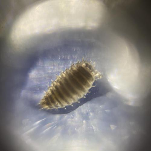 Swarovski Wasserschule