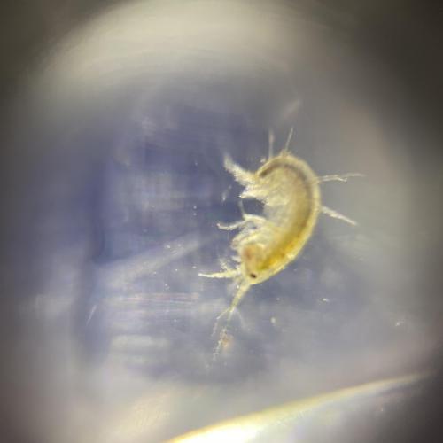 Swarovski Wasserschule