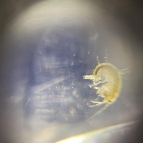 Swarovski Wasserschule