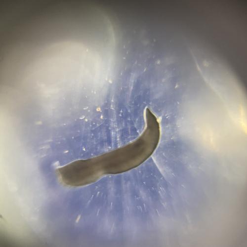 Swarovski Wasserschule