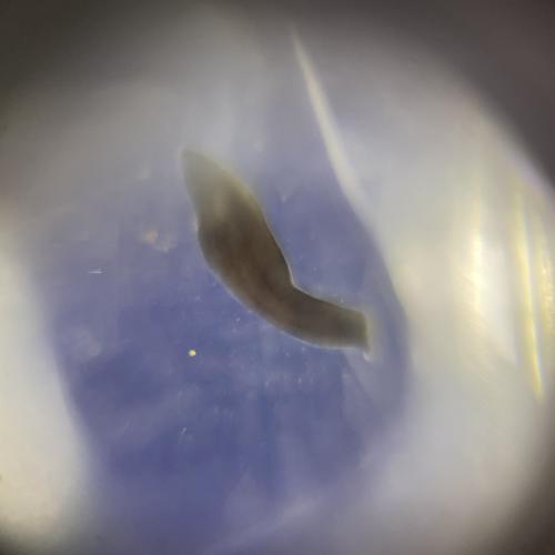 Swarovski Wasserschule