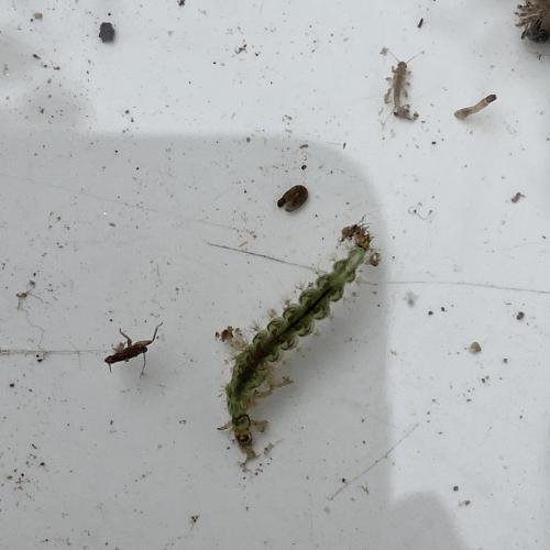 Swarovski Wasserschule