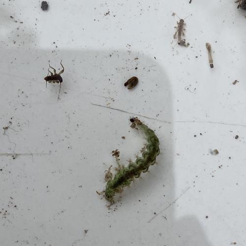 Swarovski Wasserschule