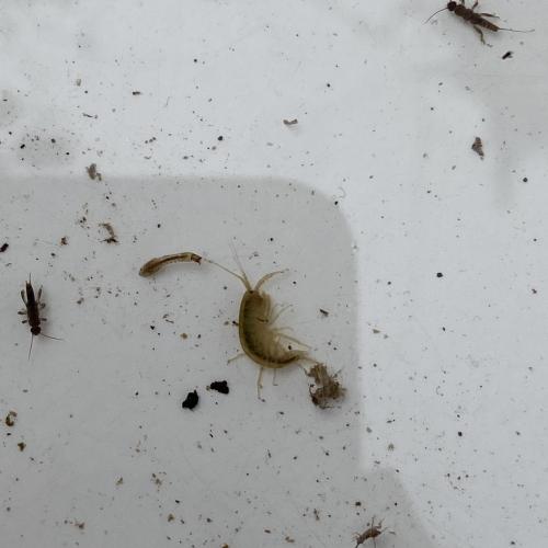 Swarovski Wasserschule