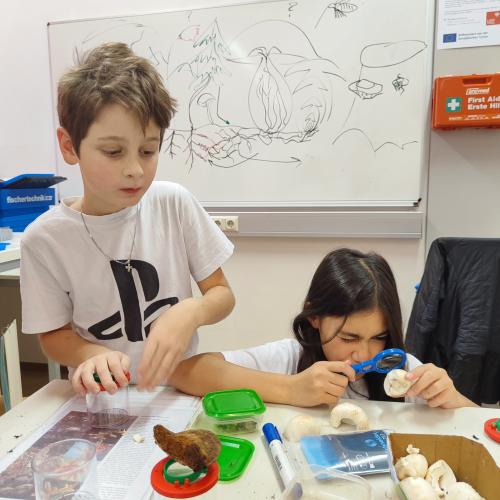 Pilzeworkshop