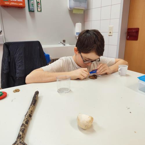 Pilzeworkshop