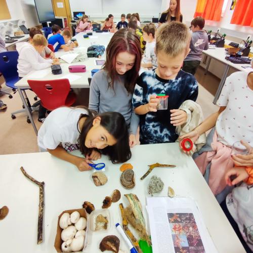 Pilzeworkshop